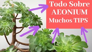 Todo Sobre Aeonium Arboreum TIPS Cuidados Y Reproducción [upl. by Noevad]