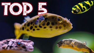 Top 5 Freshwater Puffer Fish For Your Aquarium [upl. by Elttil]