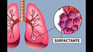 Surfactante Pulmonar [upl. by Rockefeller94]